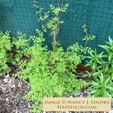 Image result for Adlumia cirrhosa