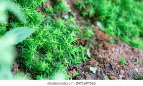 Attēlu rezultāti vaicājumam “Timmia megapolitana”