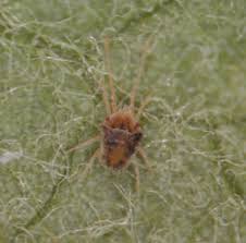 Attēlu rezultāti vaicājumam “Bryobia praetiosa”