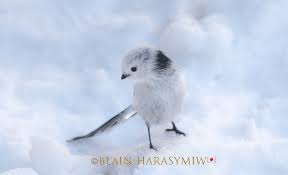 Attēlu rezultāti vaicājumam “Aegithalos caudatus adult”