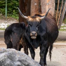 Attēlu rezultāti vaicājumam “Bos primigenius taurus”