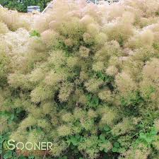 Attēlu rezultāti vaicājumam “Diderma cingulatum young”