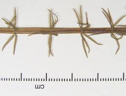 Attēlu rezultāti vaicājumam “Hippuris vulgaris leaf”