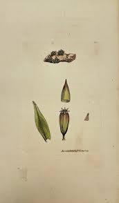 Attēlu rezultāti vaicājumam “Orthotrichum pumilum”