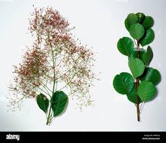 Attēlu rezultāti vaicājumam “Cotinus coggygria leaf”
