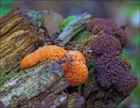 Attēlu rezultāti vaicājumam “Tubifera ferruginosa (subsp. ferruginosa)”