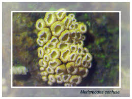 Attēlu rezultāti vaicājumam “Lycogala asperum young”