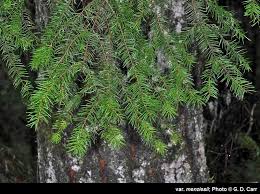 Attēlu rezultāti vaicājumam “Pseudotsuga menziesii”