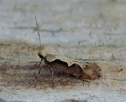 Attēlu rezultāti vaicājumam “Plutellidae”