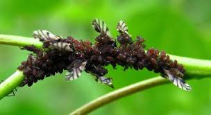 Attēlu rezultāti vaicājumam “Rhopalosiphum oxyacanthae”