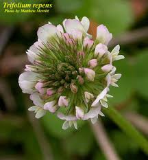 Attēlu rezultāti vaicājumam “Trifolium repens”