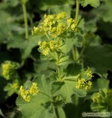 Image result for Frauenmantel