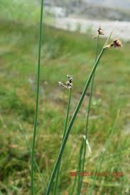 Attēlu rezultāti vaicājumam “Schoenoplectus lacustris subsp. glaucus”