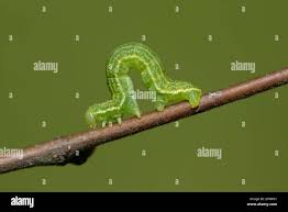 Attēlu rezultāti vaicājumam “Alsophila aescularia”