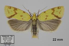 Attēlu rezultāti vaicājumam “Agapeta hamana”