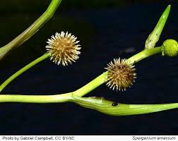 Attēlu rezultāti vaicājumam “Sparganium minimum leaf”