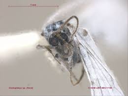 Attēlu rezultāti vaicājumam “Coniopterygidae”