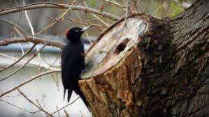 Attēlu rezultāti vaicājumam “Dryocopus martius adult”