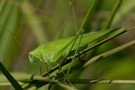 Attēlu rezultāti vaicājumam “Phaneroptera falcata”