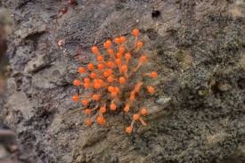 Attēlu rezultāti vaicājumam “Hemitrichia chrysospora sessile”