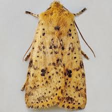 Attēlu rezultāti vaicājumam “Conistra rubiginea”