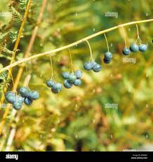 Attēlu rezultāti vaicājumam “Polygonatum multiflorum  fruit”