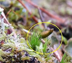 Attēlu rezultāti vaicājumam “Buxbaumia viridis sporophyte”