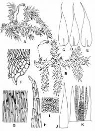 Attēlu rezultāti vaicājumam “Campylium stellatum”