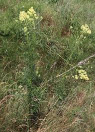 Attēlu rezultāti vaicājumam “Thalictrum lucidum leaf”