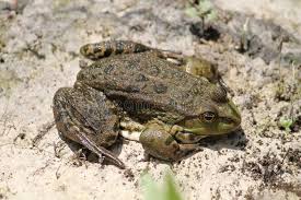 Attēlu rezultāti vaicājumam “Pelophylax adult”