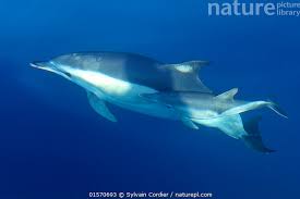 Image result for Stenella coeruleoalba