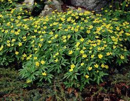 Attēlu rezultāti vaicājumam “Anemone ranunculoides leaf”