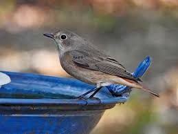 Attēlu rezultāti vaicājumam “Phoenicurus phoenicurus”