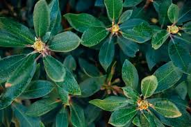 Attēlu rezultāti vaicājumam “Euonymus verrucosus leaf”