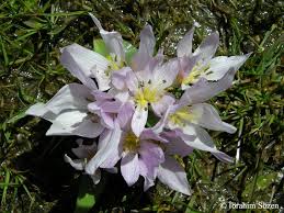 Attēlu rezultāti vaicājumam “Colchicum szovitsii subsp. szovitsii”