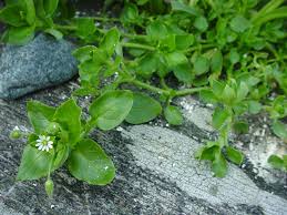 Attēlu rezultāti vaicājumam “Stellaria longifolia flower”