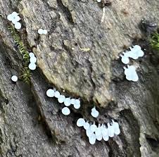 Attēlu rezultāti vaicājumam “Lycogala flavofuscum spores”