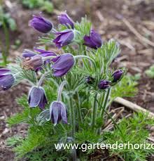 Image result for Kuhschelle