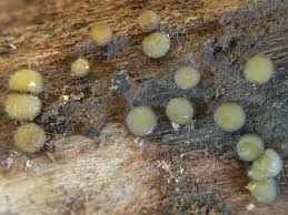 Attēlu rezultāti vaicājumam “Vibrissea decolorans”