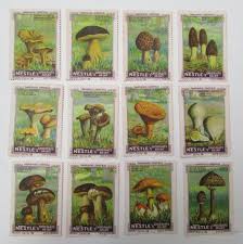 Attēlu rezultāti vaicājumam “Cratarellus cornucopioides”