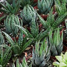 Image result for Haworthia mix