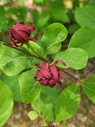 Attēlu rezultāti vaicājumam “Calycanthus floridus”