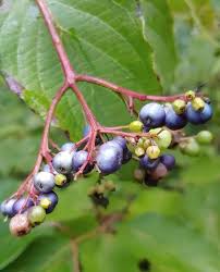 Attēlu rezultāti vaicājumam “Cornus sericea fruit”