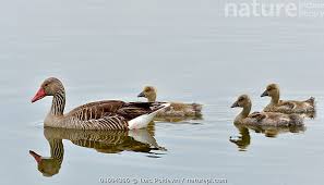 Attēlu rezultāti vaicājumam “Anser anser adult”