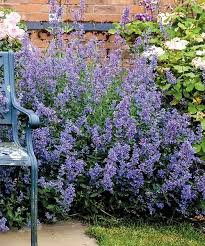 Image result for Katzenminze