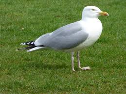 Attēlu rezultāti vaicājumam “Larus argentatus”