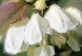 Attēlu rezultāti vaicājumam “Lamium album flower”