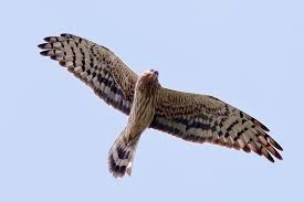 Attēlu rezultāti vaicājumam “Circus pygargus”