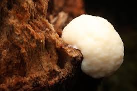 Attēlu rezultāti vaicājumam “Heterotrichia ferruginea (syn. Arcyria ferruginea) macro”