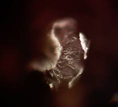 Attēlu rezultāti vaicājumam “Physarum bryomacrocarpum spores”